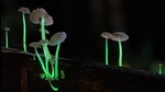 The Roridomyces phyllostachydis, a luminous mushroom from Mawlynnong, Meghalaya. (Stephen Axford and Catherine Marciniak) The Roridomyces phyllostachydis, a luminous mushroom from Mawlynnong, Meghalaya. (Stephen Axford and Catherine Marciniak)