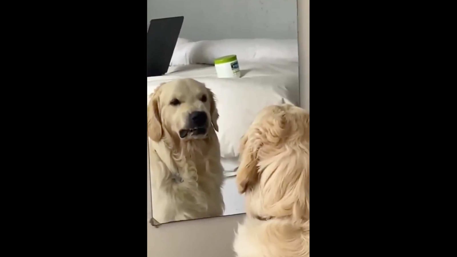 Video of dog 'practising' faces in the mirror leaves people