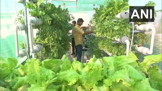 The teacher-turned-farmer also stated that terrace farming is also profitable for commercial purposes as it needs less space due to vertical farming techniques and 90 per cent of vegetables grown using in this kind of farming is a success.(Twitter/@ANI) The teacher-turned-farmer also stated that terrace farming is also profitable for commercial purposes as it needs less space due to vertical farming techniques and 90 per cent of vegetables grown using in this kind of farming is a success.(Twitter/@ANI)