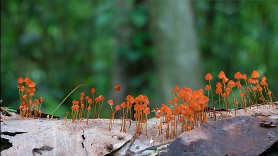 The Marasmius bambusiniformis, a tiny mushroom that grows on dead bamboo and is found in Assam. (Stephen Axford and Catherine Marciniak) The Marasmius bambusiniformis, a tiny mushroom that grows on dead bamboo and is found in Assam. (Stephen Axford and Catherine Marciniak)
