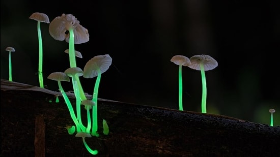 The Roridomyces phyllostachydis, a luminous mushroom from Mawlynnong, Meghalaya. (Stephen Axford and Catherine Marciniak)
