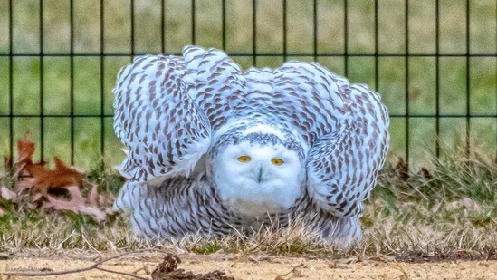 "Snowy Owl was the center of attention today in Central Park and ready to play ball," reads a bit of the text shared alongside the post.(Twitter/@mitzgami)