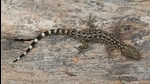 The new species belongs to the genus Cyrtodactylus commonly known as geckos with a curved beak.  (Zeeshan Mirza)