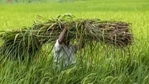 While the increase in agricultural production has ensured that India does not have to lead a ‘ship-to-mouth’ existence, this has not necessarily translated into higher incomes for farmers.(AP) While the increase in agricultural production has ensured that India does not have to lead a ‘ship-to-mouth’ existence, this has not necessarily translated into higher incomes for farmers.(AP)