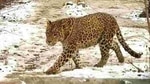 Kamal Preet, Delhi's chief wildlife warden, confirmed that the the leopard was first spotted on January 27 on a CCTV camera. (Representative Image)(HT PHOTO.) Kamal Preet, Delhi's chief wildlife warden, confirmed that the the leopard was first spotted on January 27 on a CCTV camera. (Representative Image)(HT PHOTO.)