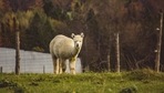 An officer checking the trailer discovered that some of the animals didn't have paperwork (representational image).(Unsplash) An officer checking the trailer discovered that some of the animals didn't have paperwork (representational image).(Unsplash)