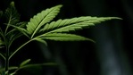 The findings of the research were published in the journal 'Psychological Medicine'. The paper, led by researchers at RCSI University of Medicine and Health Sciences, provides further insight into the harmful neurological and cognitive effects of frequent cannabis use on young people.(Unsplash) The findings of the research were published in the journal 'Psychological Medicine'. The paper, led by researchers at RCSI University of Medicine and Health Sciences, provides further insight into the harmful neurological and cognitive effects of frequent cannabis use on young people.(Unsplash)