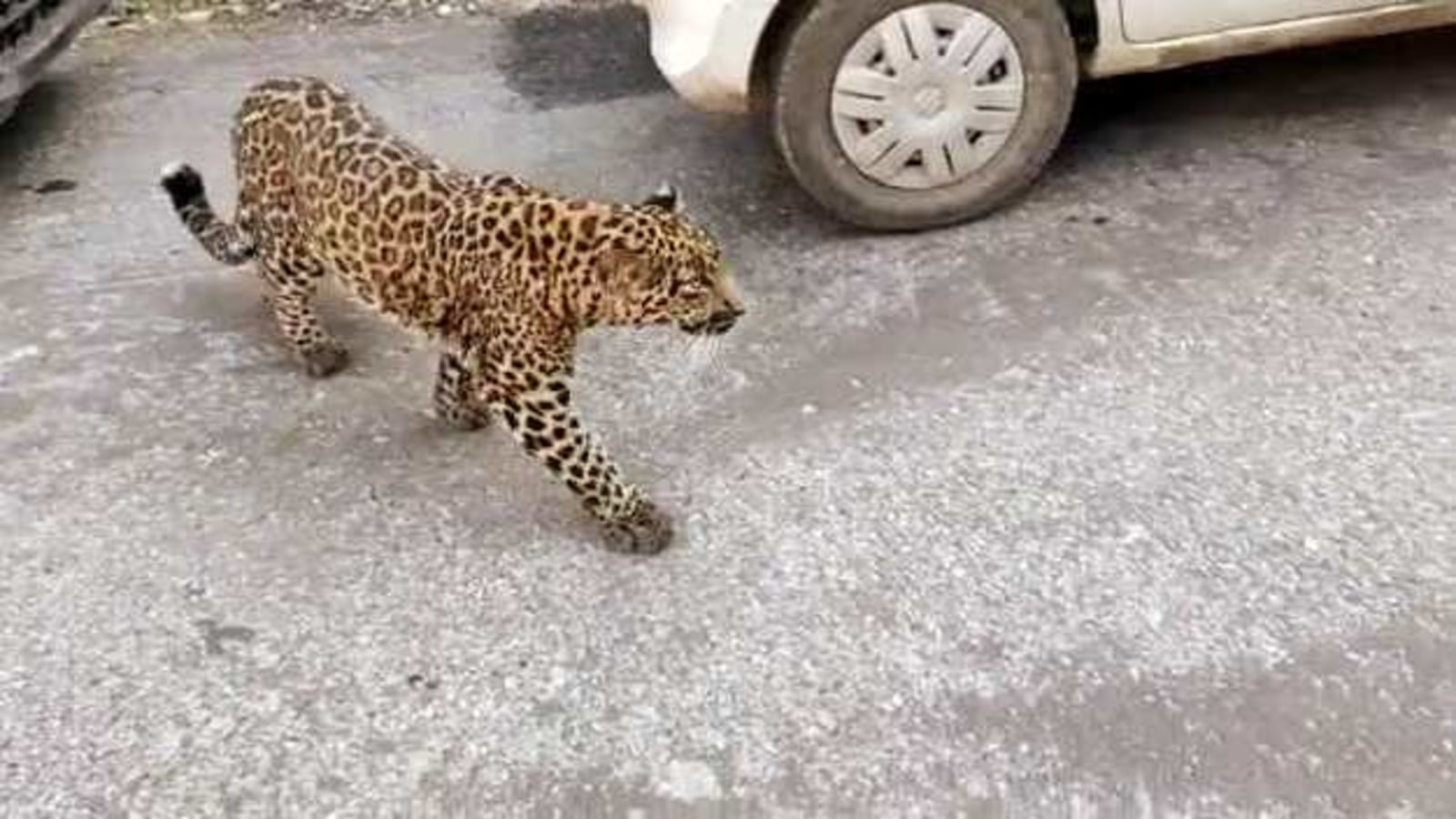 Leopard sighting triggers panic in Delhi locality, wildlife teams rush in