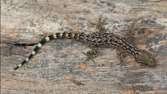 The new species belongs to the genus Cyrtodactylus commonly known as bent-toed geckos. (Zeeshan Mirza) The new species belongs to the genus Cyrtodactylus commonly known as bent-toed geckos. (Zeeshan Mirza)