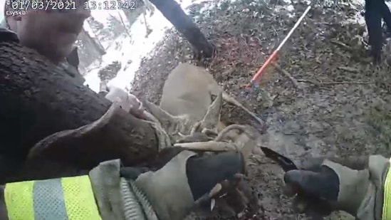 The image shows the officials rescuing the animal.(YouTube/@Berrien County, Michigan)