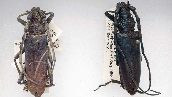 The image shows a pair of oak capricorn beetles that the Natural History Museum wrote are “even older than the Roman Empire." (Instagram/@natural_history_museum) The image shows a pair of oak capricorn beetles that the Natural History Museum wrote are “even older than the Roman Empire." (Instagram/@natural_history_museum)