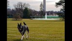 President Joe Biden's dogs have settled in at the White House,(Twitter/@FLOTUS)