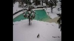 The image is a screengrab taken from the video shared by Cotswold Wildlife Park.(Instagram/@Cotswoldwildlifepark) The image is a screengrab taken from the video shared by Cotswold Wildlife Park.(Instagram/@Cotswoldwildlifepark)