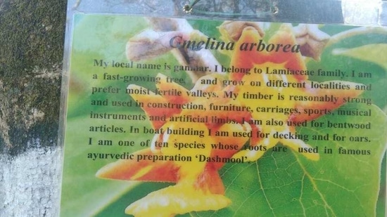 A story telling placard of Gamhar trees at the Shivalik Arboretum.(HT PHOTO) A story telling placard of Gamhar trees at the Shivalik Arboretum.(HT PHOTO)