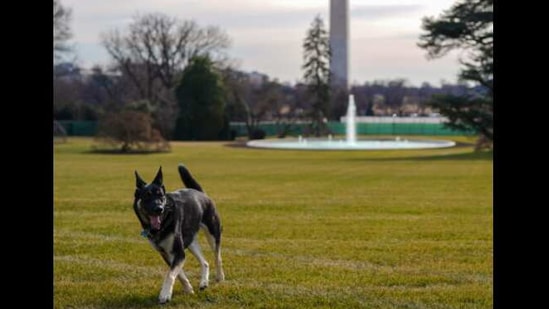 President Joe Biden's dogs have settled in at the White House,(Twitter/@FLOTUS) President Joe Biden's dogs have settled in at the White House,(Twitter/@FLOTUS)