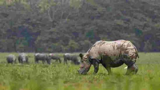 Kaziranga national park is a world heritage site and the largest habitat of one-horned rhinos in the world.(AP file photo)