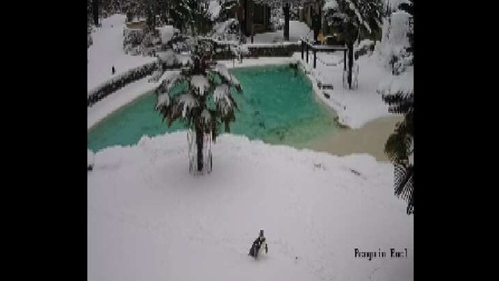 The image is a screengrab taken from the video shared by Cotswold Wildlife Park.(Instagram/@Cotswoldwildlifepark) The image is a screengrab taken from the video shared by Cotswold Wildlife Park.(Instagram/@Cotswoldwildlifepark)