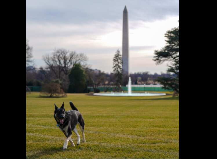 Last month, the White House confirmed that Major had nipped someone during a walk (Twitter/@FLOTUS)