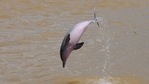 India also has other important and endangered megafauna like dugongs and whale sharks whose population status is unknown, say the guidelines.(Reuters)