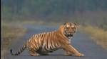 VTR, which is broadly divided into two divisions, is home to a number of wild animals like tigers, leopards, bears and rhinoceros. (Representational Image) VTR, which is broadly divided into two divisions, is home to a number of wild animals like tigers, leopards, bears and rhinoceros. (Representational Image)
