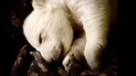 The births were at a private maternity den specially fitted with infrared cameras, and one zoo official saw one cub, a female cub, appearing weak.(Instagram/@detroitzoo) The births were at a private maternity den specially fitted with infrared cameras, and one zoo official saw one cub, a female cub, appearing weak.(Instagram/@detroitzoo)