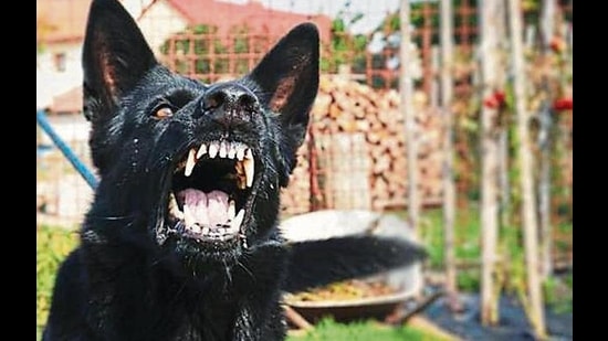 The study found feral dogs feed on species such as marmot, blue sheep and rodents, but their main diet is domestic livestock. (HT Photo) The study found feral dogs feed on species such as marmot, blue sheep and rodents, but their main diet is domestic livestock. (HT Photo)