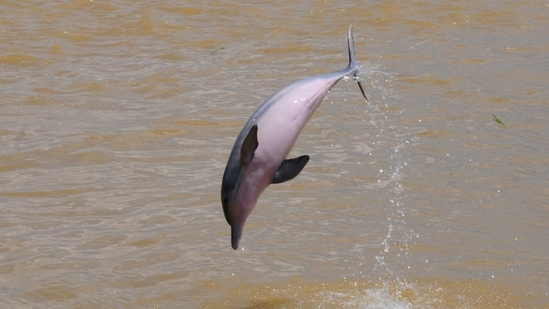 India also has other important and endangered megafauna like dugongs and whale sharks whose population status is unknown, say the guidelines.(Reuters)