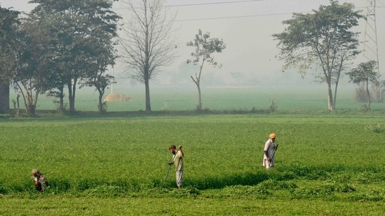Farmers at work on the outskirts of Amritsar, on February 1. Stressing that the government is committed to farmers' welfare, the Finance Minister said that the MSP regime has undergone a "sea change" to assure price at least 1.5 times of production cost with sharp increase in procurement of food grains and payments. (Narinder Nanu / AFP)