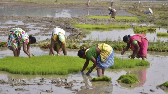 Finance minister Nirmala Sitharaman said the MSP regime has undergone a "sea change" to assure price at least 1.5 times of production cost with a sharp increase in procurement of foodgrains and payment to farmers. (PTI Photo)