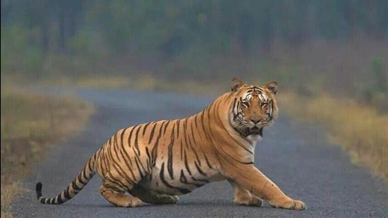 VTR, which is broadly divided into two divisions, is home to a number of wild animals like tigers, leopards, bears and rhinoceros. (Representational Image) VTR, which is broadly divided into two divisions, is home to a number of wild animals like tigers, leopards, bears and rhinoceros. (Representational Image)