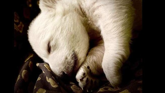 The births were at a private maternity den specially fitted with infrared cameras, and one zoo official saw one cub, a female cub, appearing weak.(Instagram/@detroitzoo) The births were at a private maternity den specially fitted with infrared cameras, and one zoo official saw one cub, a female cub, appearing weak.(Instagram/@detroitzoo)