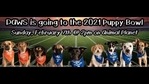 The puppies chase soft toys and each other around a toy football field during the three-hour event.(Twitter/@DAWS_CT) The puppies chase soft toys and each other around a toy football field during the three-hour event.(Twitter/@DAWS_CT)