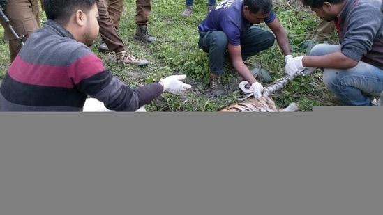 Forest personnel and veterinarians inspecting carcass of the tigress cub found on Tuesday at Kaziranga National Park and Tiger Reserve (KNPTR) Forest personnel and veterinarians inspecting carcass of the tigress cub found on Tuesday at Kaziranga National Park and Tiger Reserve (KNPTR)