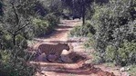 Three routes are now open for safari at the Sariska tiger reserve.(HT File Photo) Three routes are now open for safari at the Sariska tiger reserve.(HT File Photo)