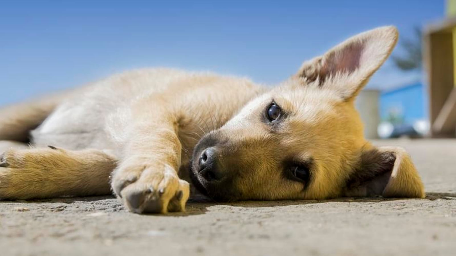 Dog food vending machine that keeps plastic use in check to be launched