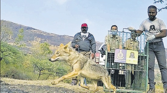 “The jackal was weak and exhausted when we found her. Otur range is home to a significant jackal population,” said forest officials. (HT FILE PHOTO) “The jackal was weak and exhausted when we found her. Otur range is home to a significant jackal population,” said forest officials. (HT FILE PHOTO)