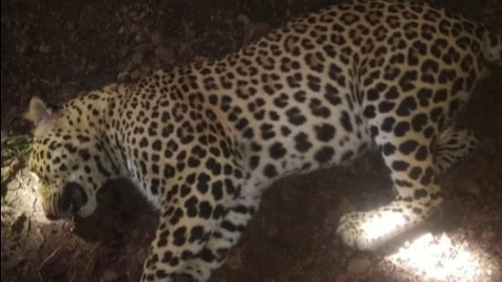 According to forest officials, river belts and sugarcane areas are hotspots in terms of the predominance of leopards and incidents of human-animal conflict. (HT FILE PHOTO)