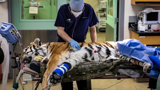 Brookfield:Dr. Michael Adkesson, vice president of clinical medicine for the Chicago Zoological Society, prepares Malena, a 10-year-old endangered Amur tiger, for total hip replacement surgery at Brookfield Zoo, Wednesday, Jan. 27, 2021 in Brookfield, Ill. According to the CZS, the tiger has arthritis in her left hip and the surgery is believed to be the first time a full joint replacement will be attempted on a tiger in North America. (AP) Brookfield:Dr. Michael Adkesson, vice president of clinical medicine for the Chicago Zoological Society, prepares Malena, a 10-year-old endangered Amur tiger, for total hip replacement surgery at Brookfield Zoo, Wednesday, Jan. 27, 2021 in Brookfield, Ill. According to the CZS, the tiger has arthritis in her left hip and the surgery is believed to be the first time a full joint replacement will be attempted on a tiger in North America. (AP)