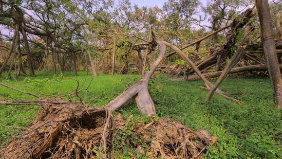 According to the report filed in February last year but made public on Wednesday, a tree is worth <span class='webrupee'>?</span>74,500 a year.(PTI)