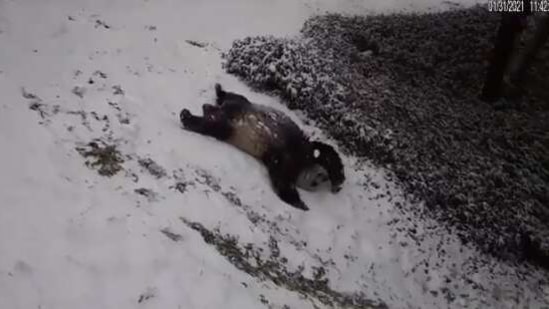 Pandas somersault and slide in snow, video is a delight to watch