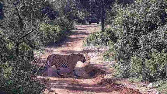 Three routes are now open for safari at the Sariska tiger reserve.(HT File Photo)