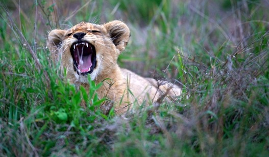 The cub, which was trapped by its leg, was rescued and sent to a care centre for treatment. (representational image) (Unsplash) The cub, which was trapped by its leg, was rescued and sent to a care centre for treatment. (representational image) (Unsplash)