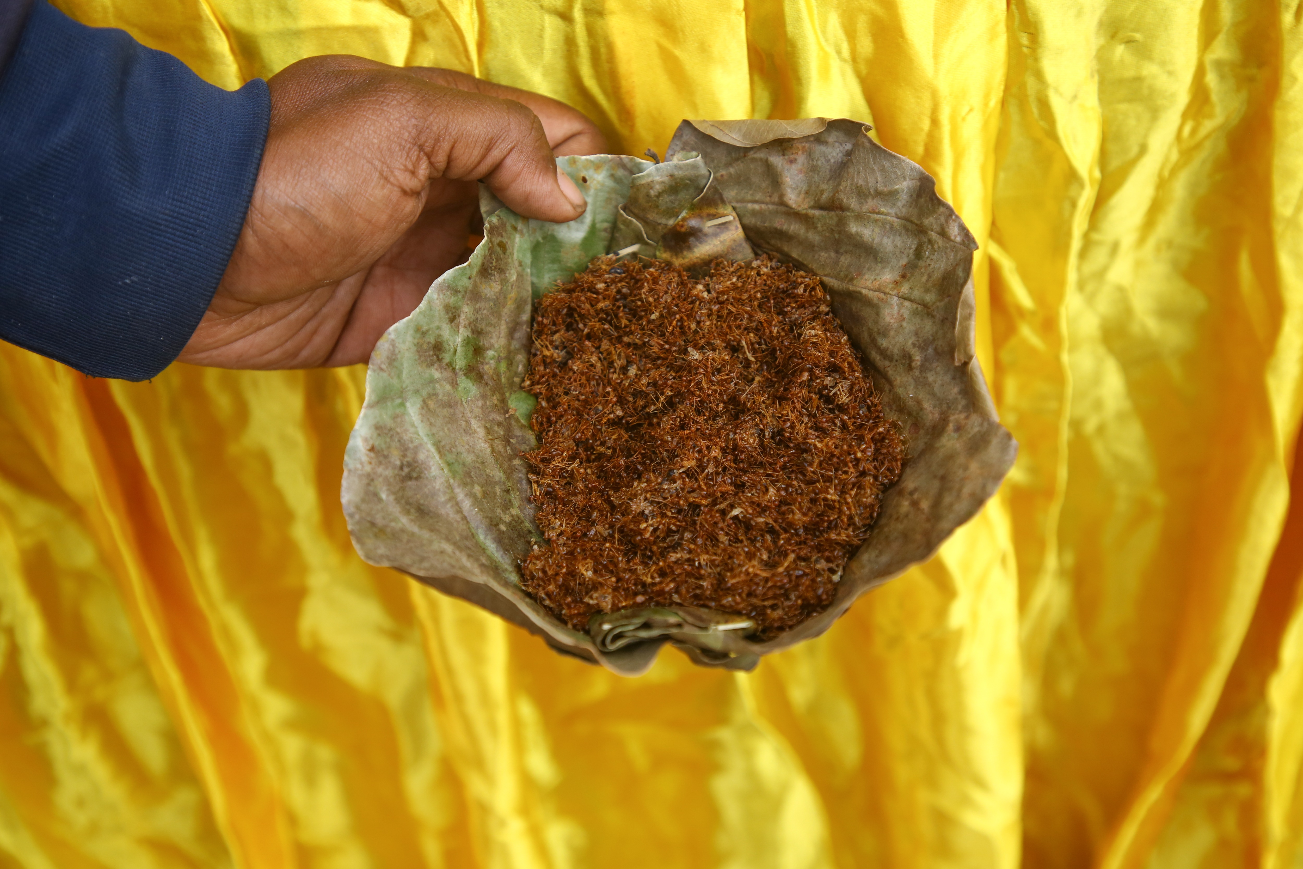 The Red Ant Chutney by tribals from Bastar, at Chhattisgarh stall, is slightly sour in taste and known for its healing properties. (Photo: Raajessh Kashyap/HT) The Red Ant Chutney by tribals from Bastar, at Chhattisgarh stall, is slightly sour in taste and known for its healing properties. (Photo: Raajessh Kashyap/HT)