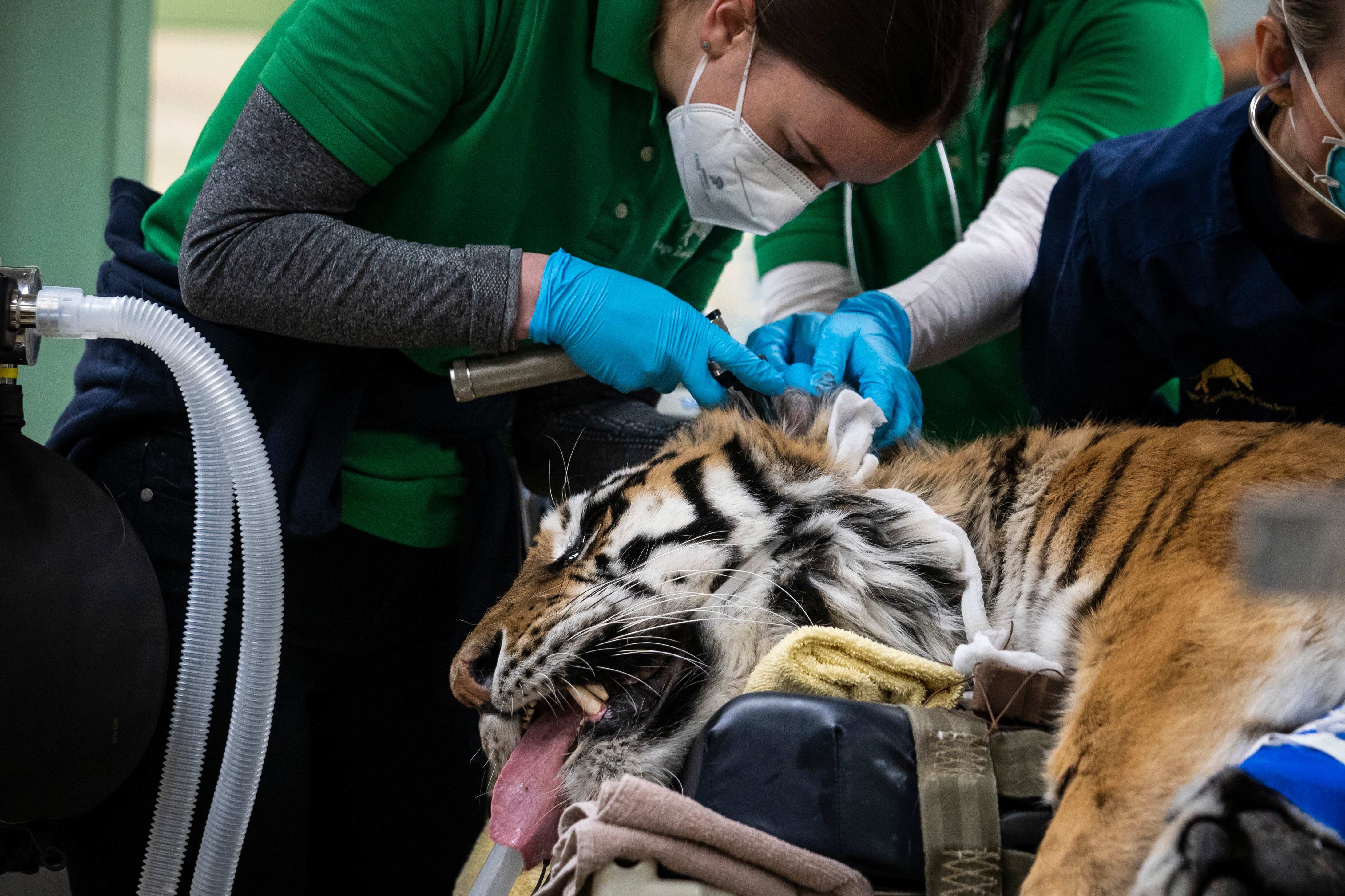 Restaurant raises funds for tiger surgery