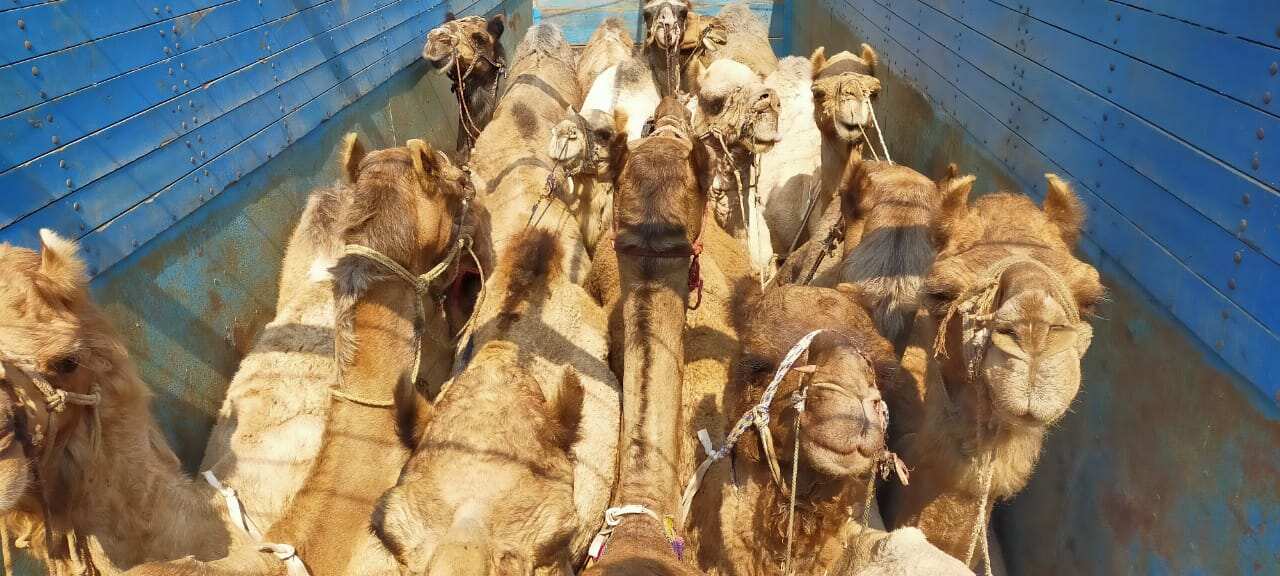 Nine people have been arrested in the case. (HT Photo) Nine people have been arrested in the case. (HT Photo)