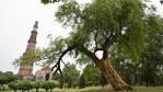 The Salvadora tree in the Qutub Minar complex gives the popular monument quite the fight for attention. The Salvadora tree in the Qutub Minar complex gives the popular monument quite the fight for attention.