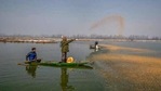 Wildlife officer Ghulam Mohiuddin Dar spreads paddy on the frozen surface of a wetland in Hokersar, north of Srinagar,(AP) Wildlife officer Ghulam Mohiuddin Dar spreads paddy on the frozen surface of a wetland in Hokersar, north of Srinagar,(AP)