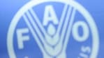 FAO logo during the opening session of the World Food Day at the FAO headquarters in Rome.(AP) FAO logo during the opening session of the World Food Day at the FAO headquarters in Rome.(AP)