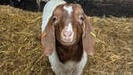 People from different parts of the world have opted for the goat on Zoom call service.(Twitter/@DotMcCarthy) People from different parts of the world have opted for the goat on Zoom call service.(Twitter/@DotMcCarthy)
