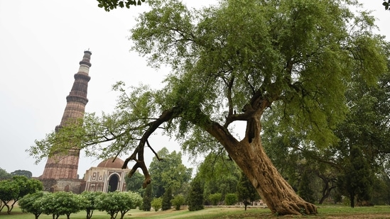 The Salvadora tree in the Qutub Minar complex gives the popular monument quite the fight for attention.(Burhaan Kinu / HT Archive)